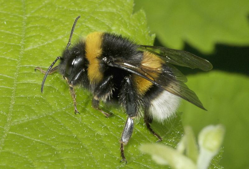 Apidae: Bombus gr. terrestris, maschio